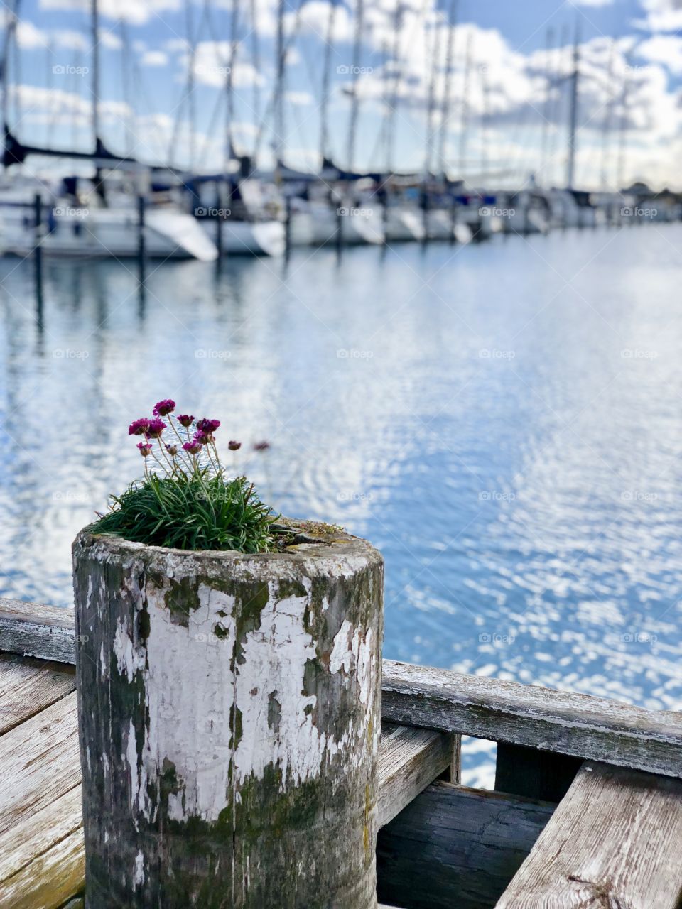 Öckerö harbour 