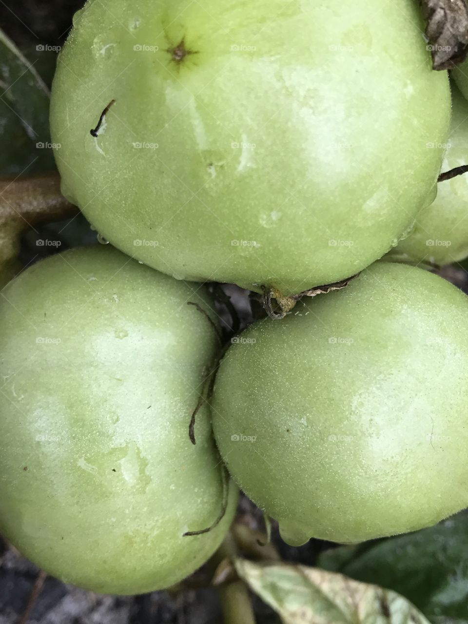 Fresh green garden tomatoes