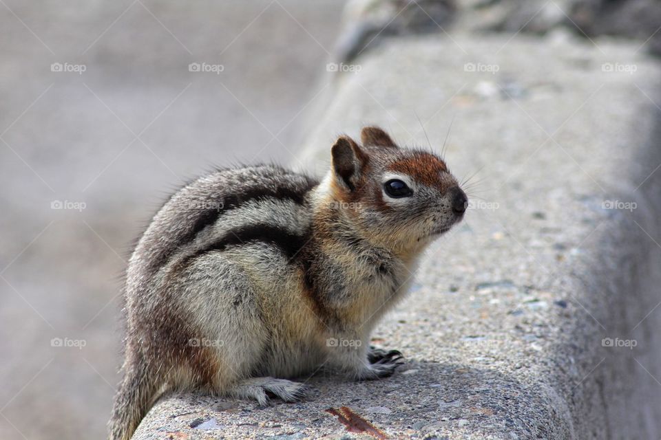 Chipmunk
