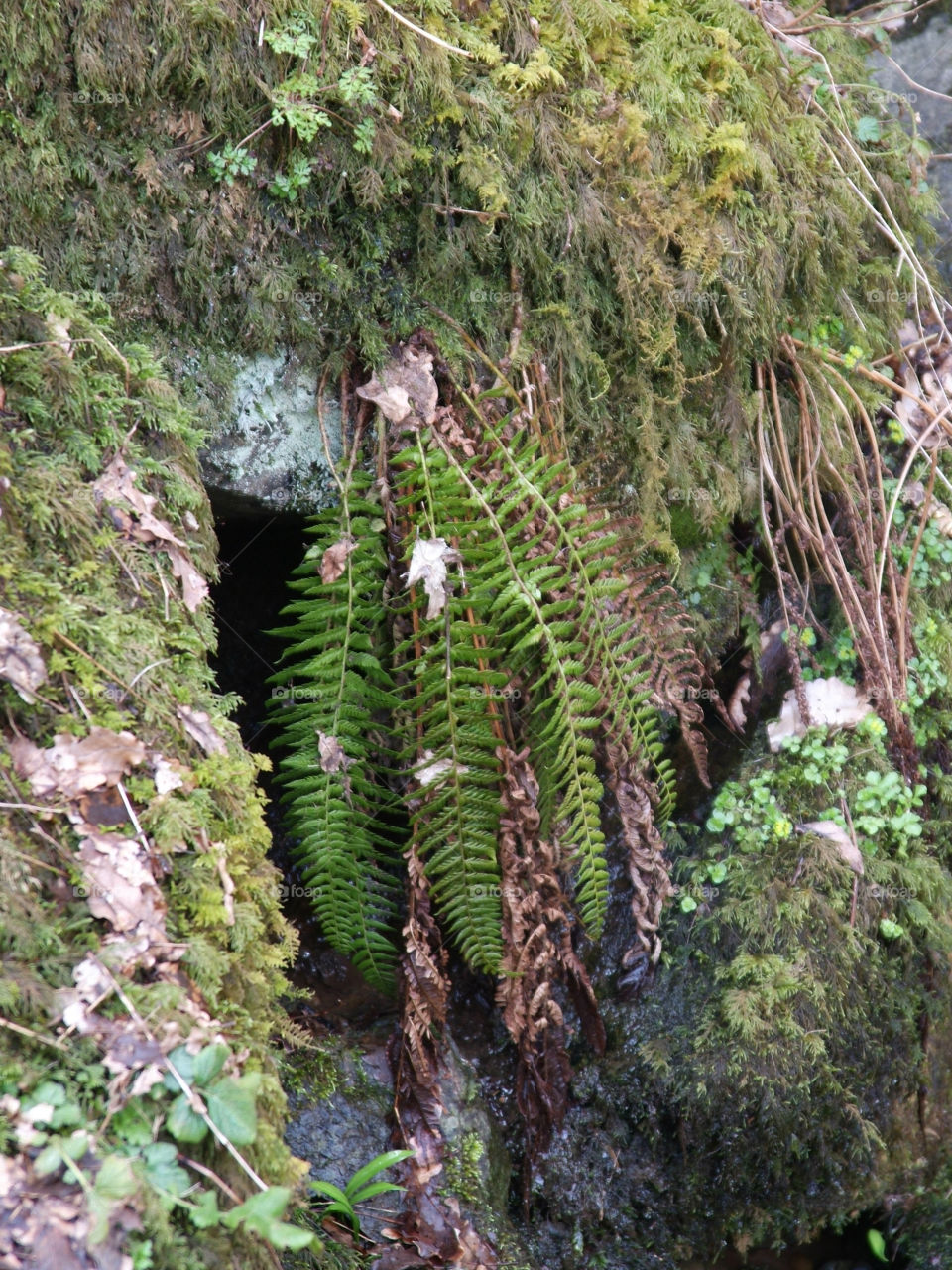 Ferns near Aira Force waterfall, Lake District, UK