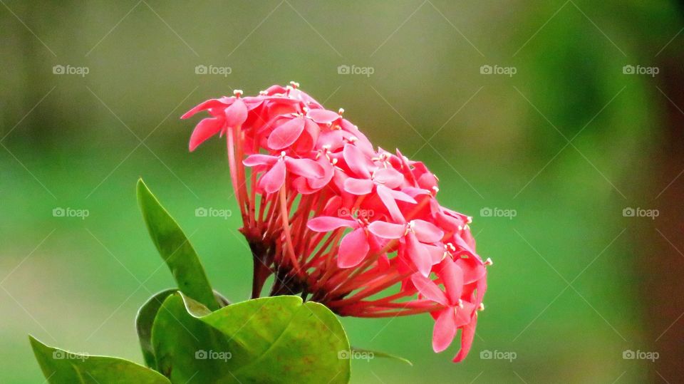Beaultiful red flower