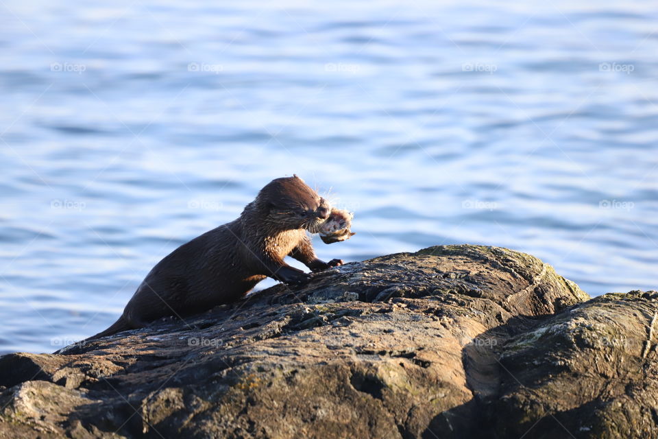 Hungry otter eating crab in the big rock by the oceans