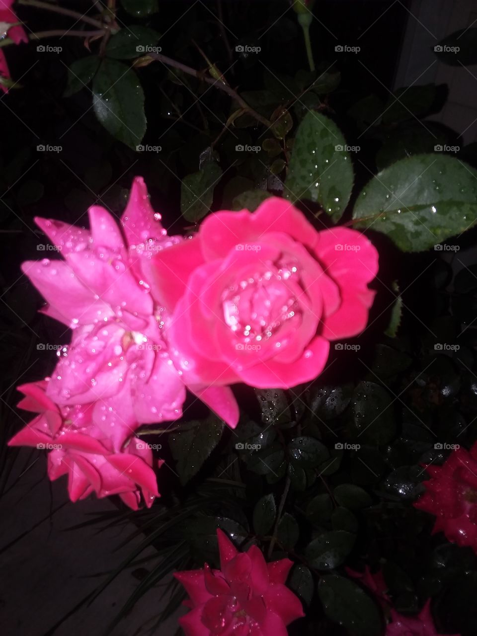 dew on some very pretty  knockout roses