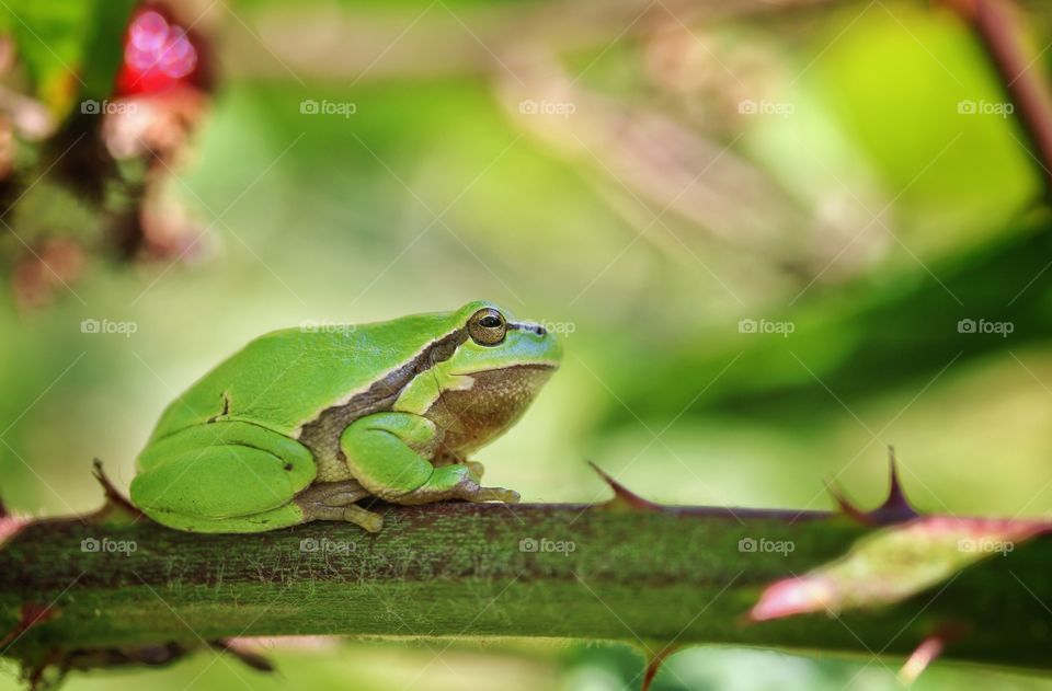 Tree frog in a blackberry bush