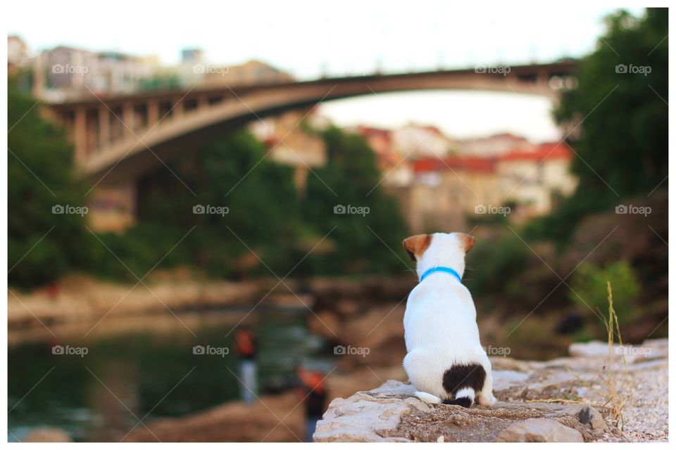 Rear view of dog sitting on rock