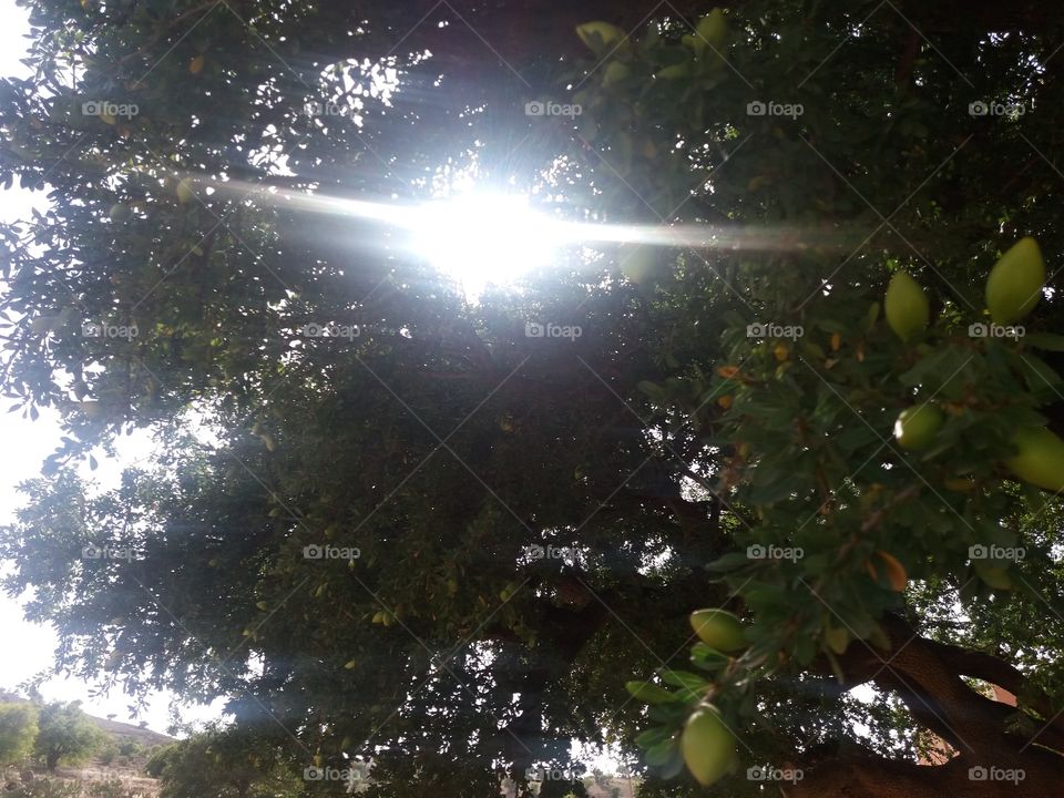 tree#sun#light#down