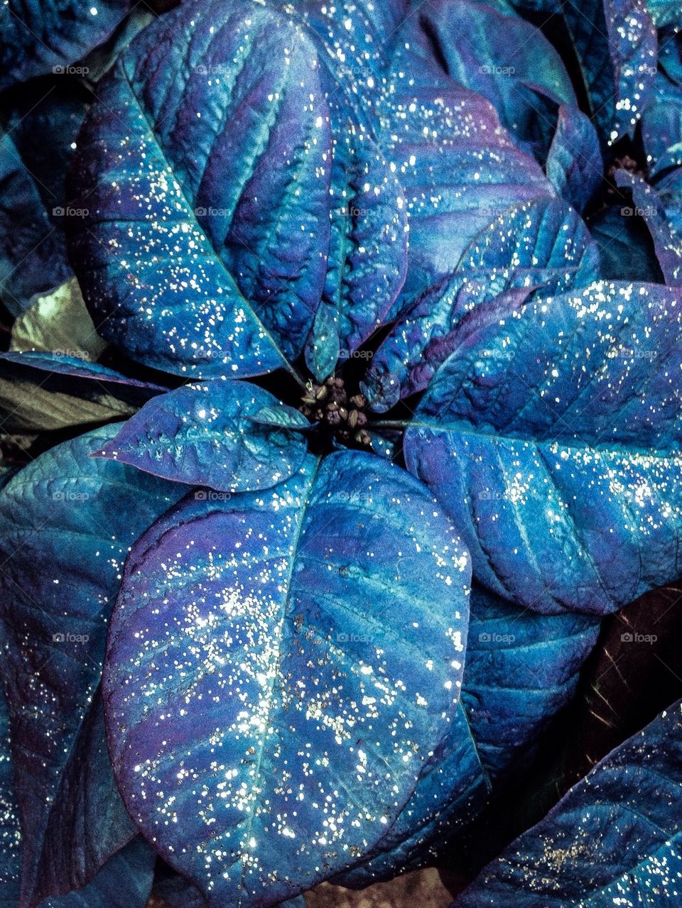 Blue poinsettia Christmas