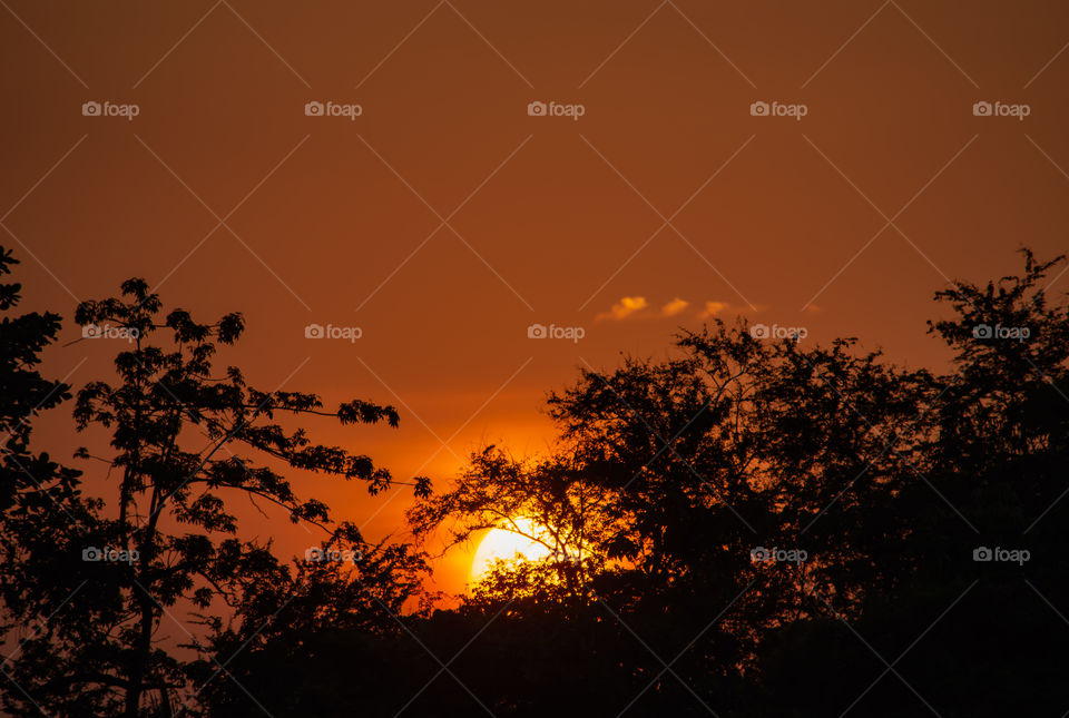 The beauty of a sunset behind a tree and orange sky