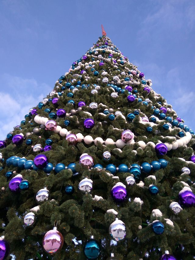 Holiday spruce