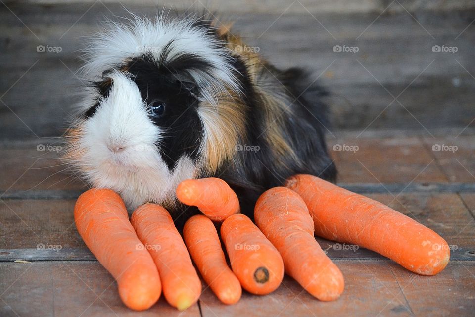Guinea pig with carrots