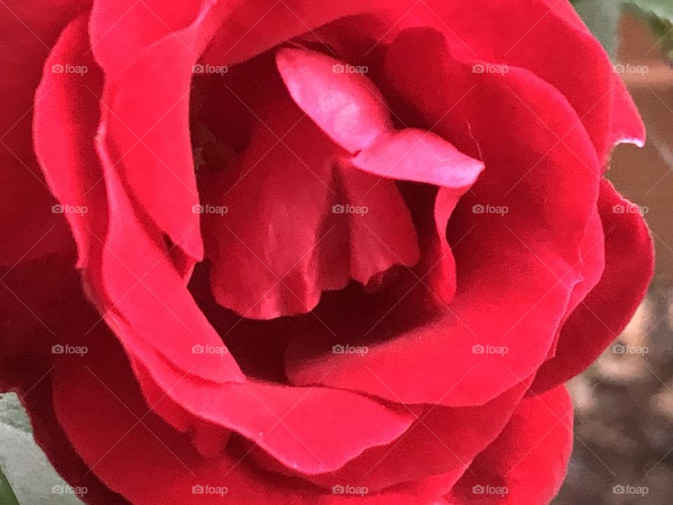 Close up rose