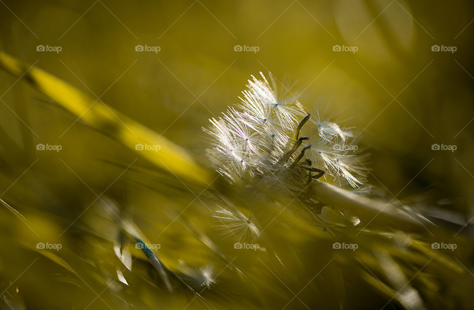 Close-up of dandelion fluff on green grass