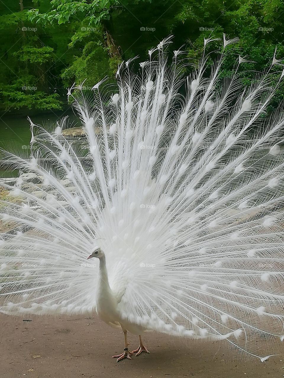 cigno bianco