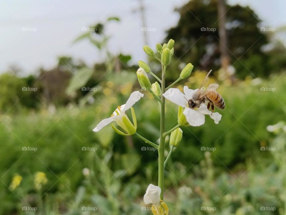 The cabbage and Bees