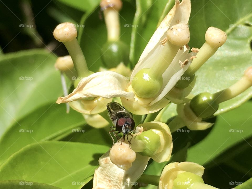 High angle view of bee on orange blossom stamen