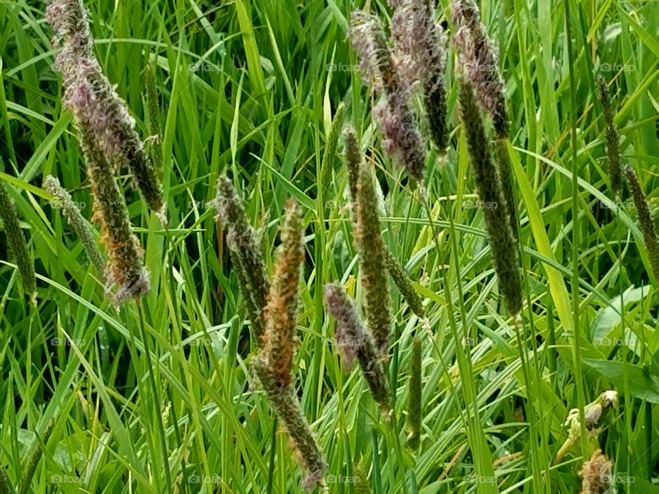 grass