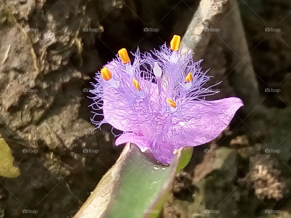 flower 2018-01-17 007 
#আমার_চোখে #আমার_গ্রাম #nature #flower 
#eukaryota #plantae #angiosperms #eudicots