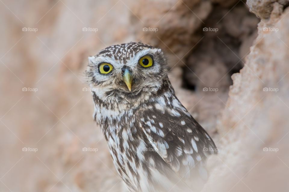 Owl bird looking at the camera