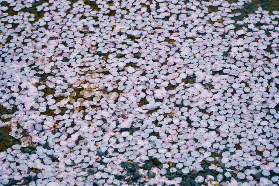 Cheryl blossom petals floating on a pond