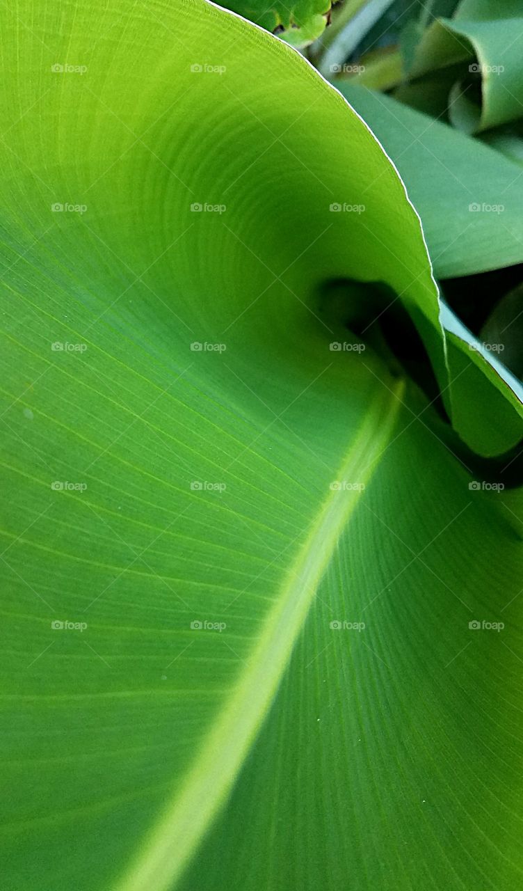 big palm leaf close up