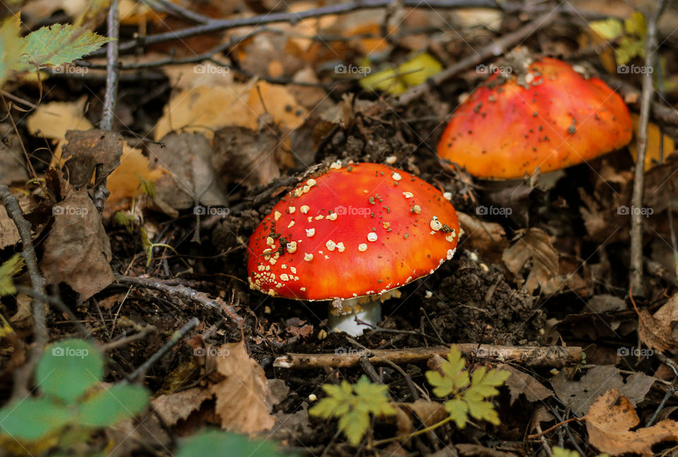 Red, poison mushrooms in the forest, autumn mood
