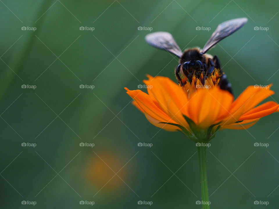 Honey bee pollinating on flower