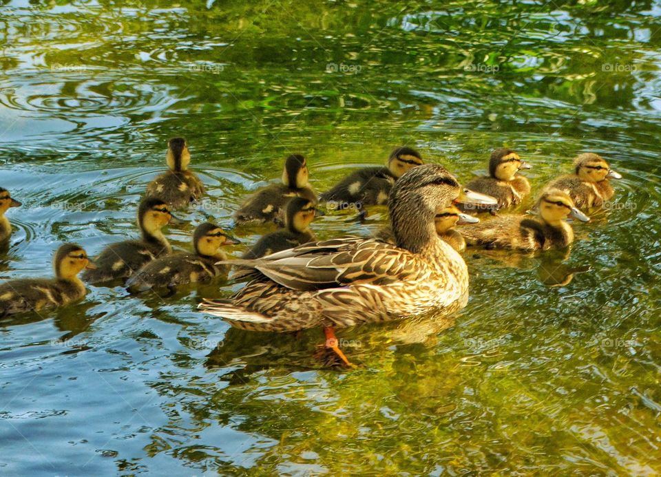 Mother Duck And Her Ducklings
