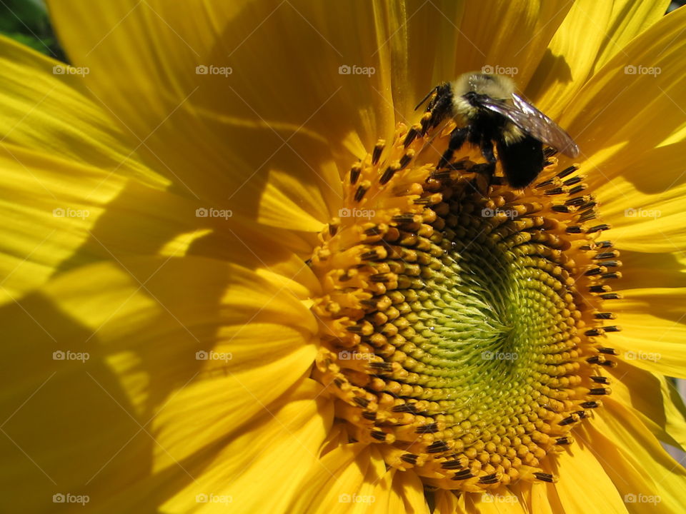 Nature, No Person, Insect, Pollen, Bee