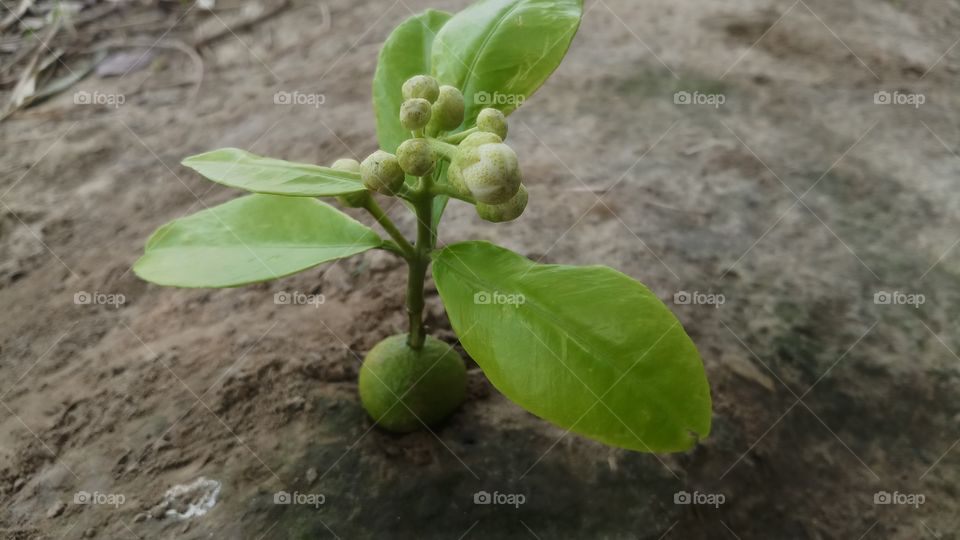 Beautiful Flowering plants is founded in Spring time