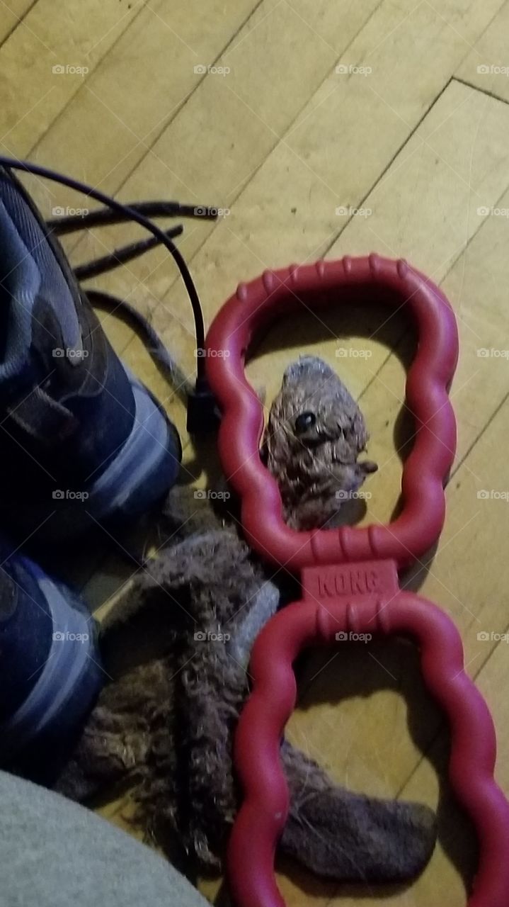 my dogs toy