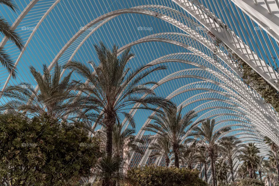 Palms