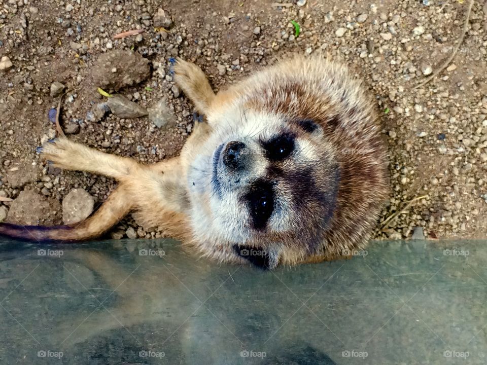 Meerkat looking up 