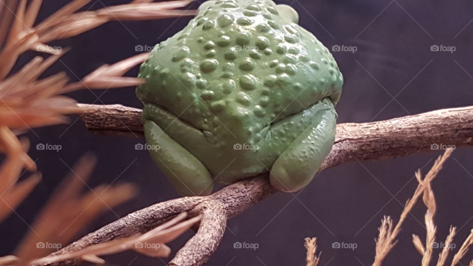 toad frog skin