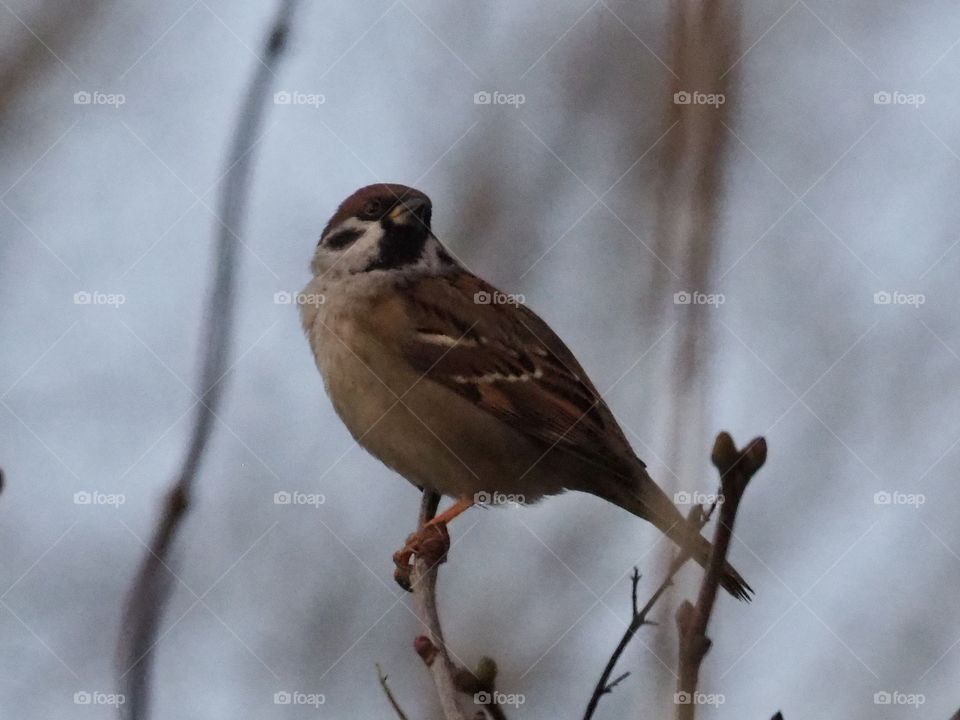 Sparrow in the evening light (?)