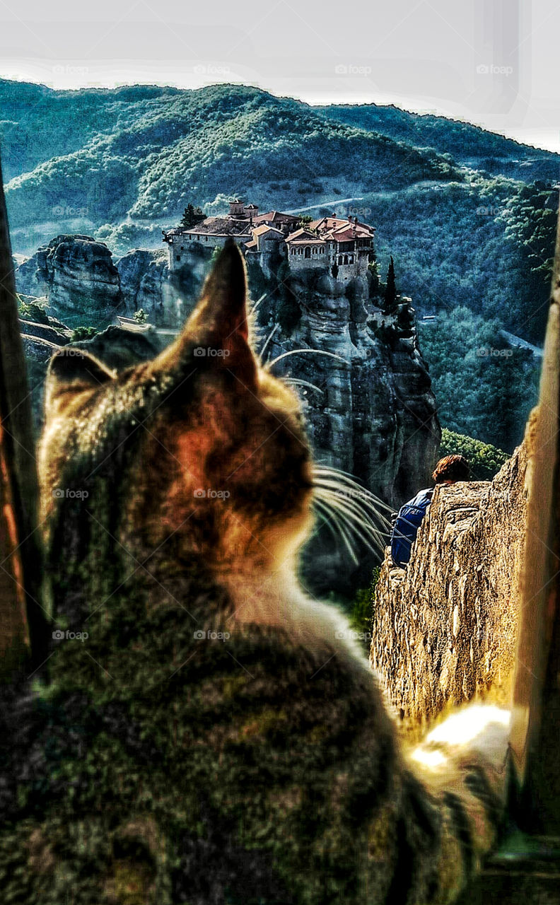 A cat is relaxing,admiring Meteora's enormous stone pillars and a monastery resting on one of them