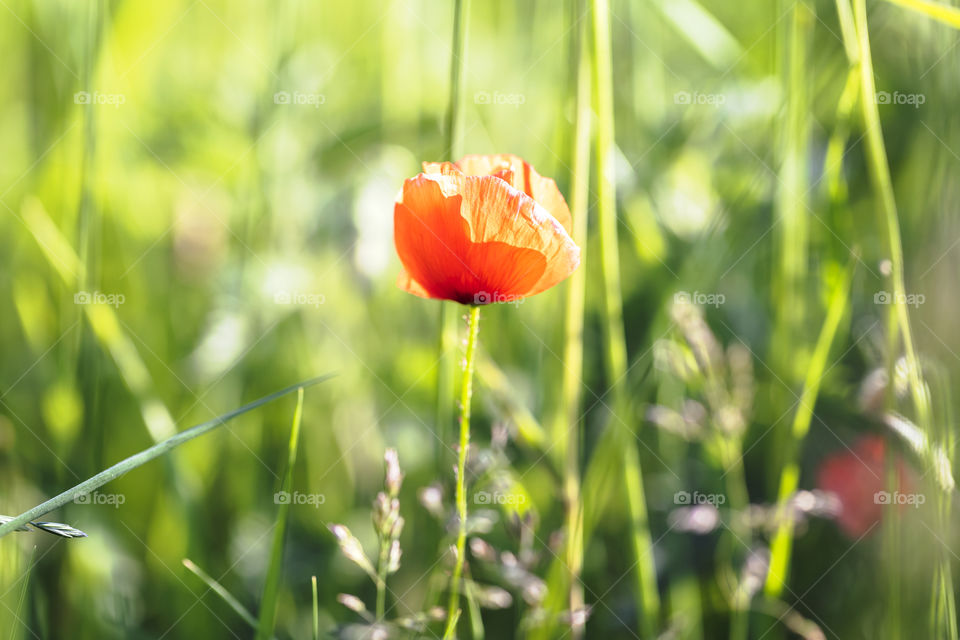 A portrait of a red poppy flower plant standing inbetween the tall grass of a meadow.