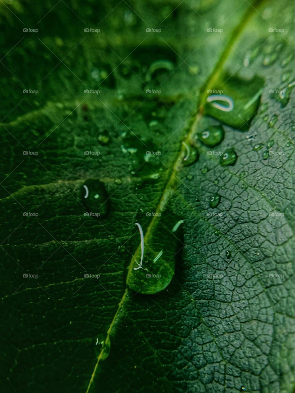 WATER DROPS 