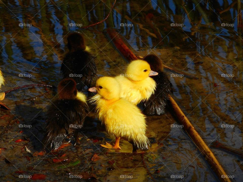 Yellow and brown baby ducklings stand in the shallow water at Lake Lily Park in Maitland, Florida.