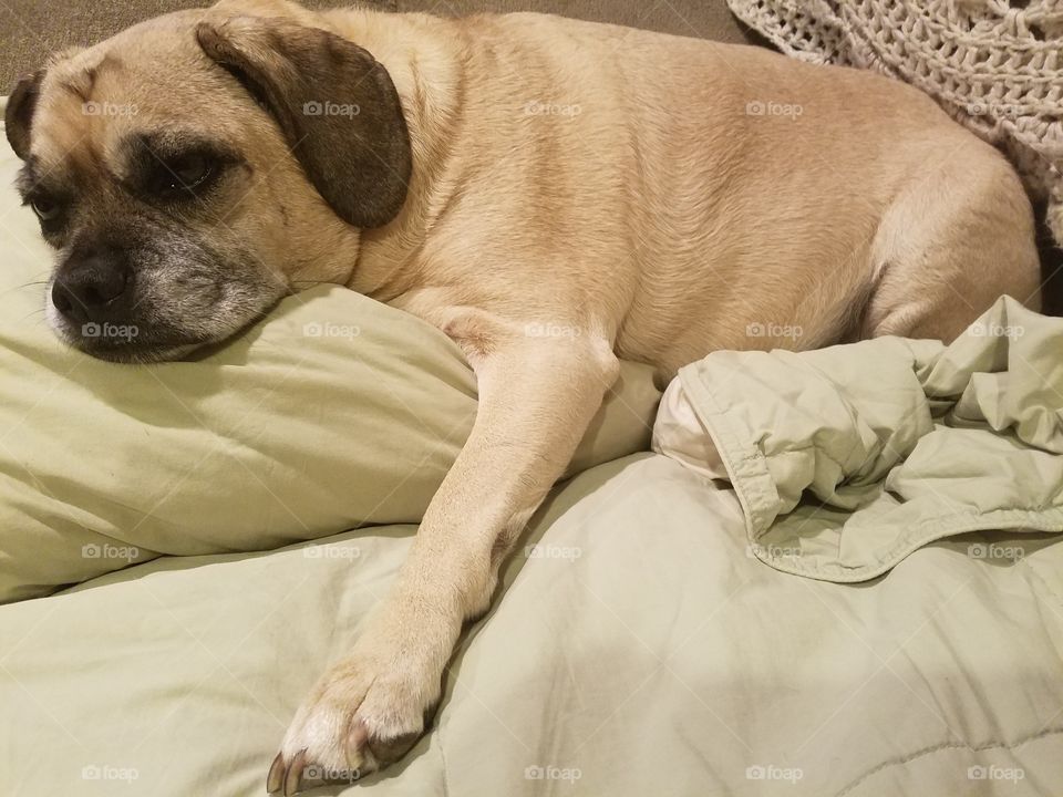 Puggle cuddling on a pillow