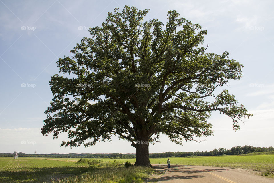 A Woman Under a Big  Burr Oak Tree