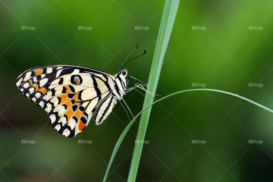 Butterfly on the weeds