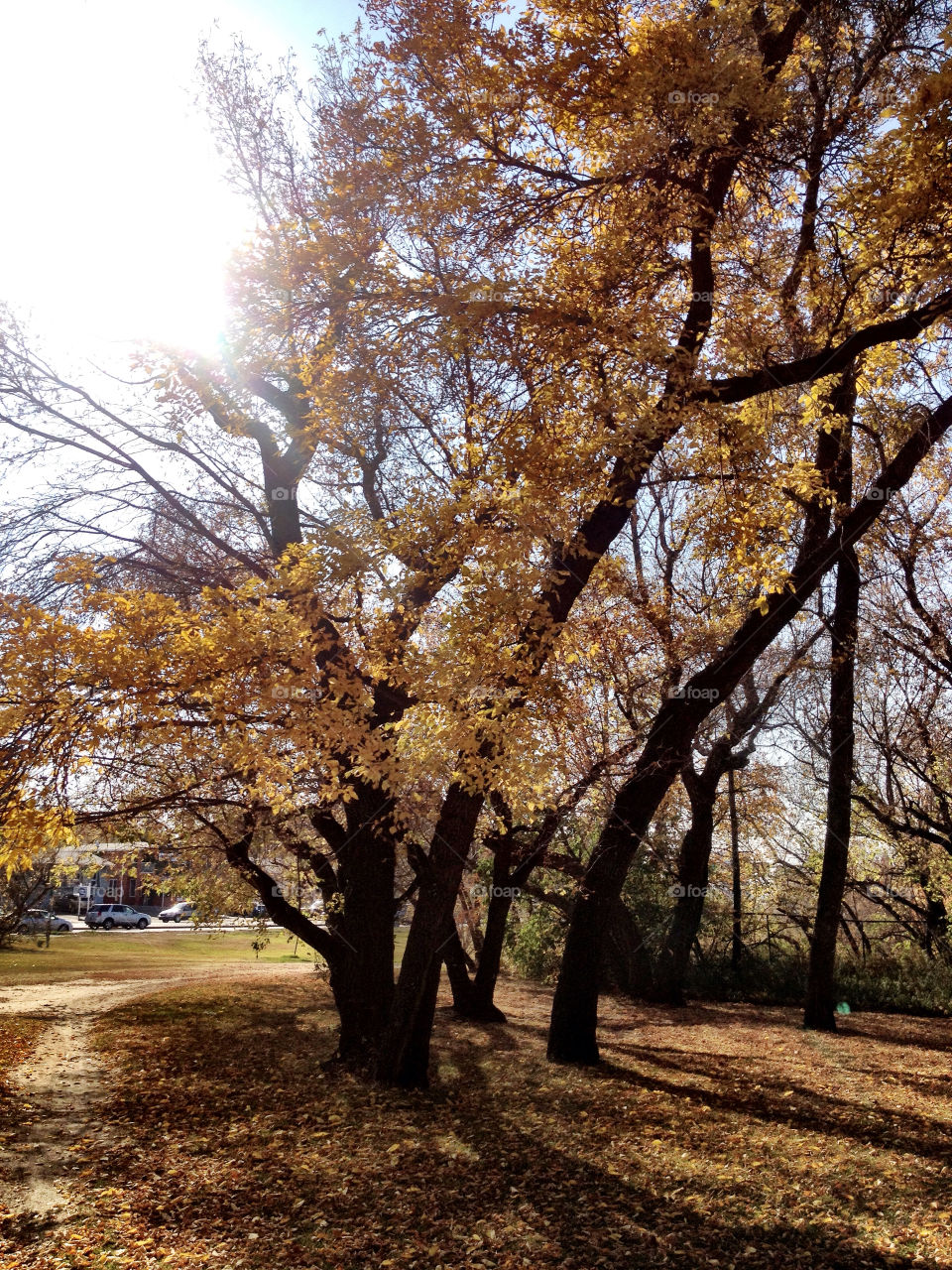 tree sun leaves fall by stykellee