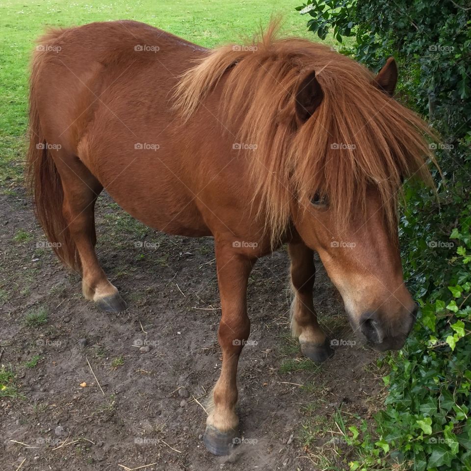 Pony posing like a model