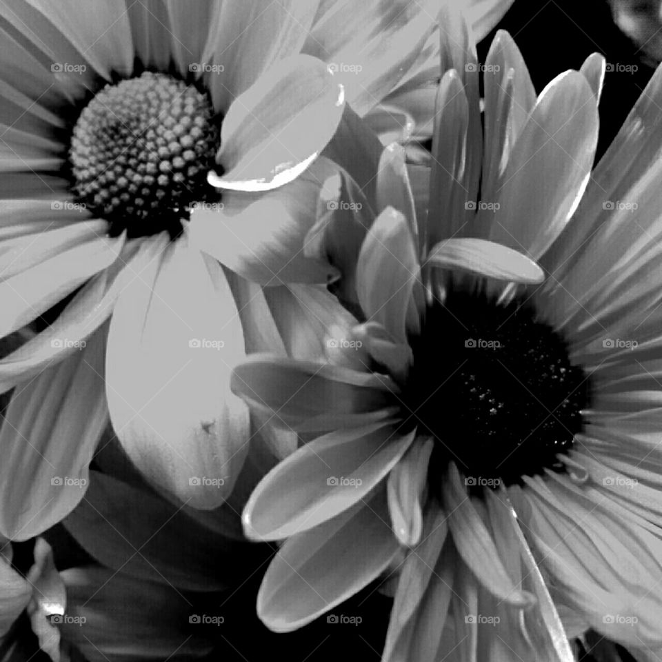 Flower, Monochrome, Nature, Flora, No Person