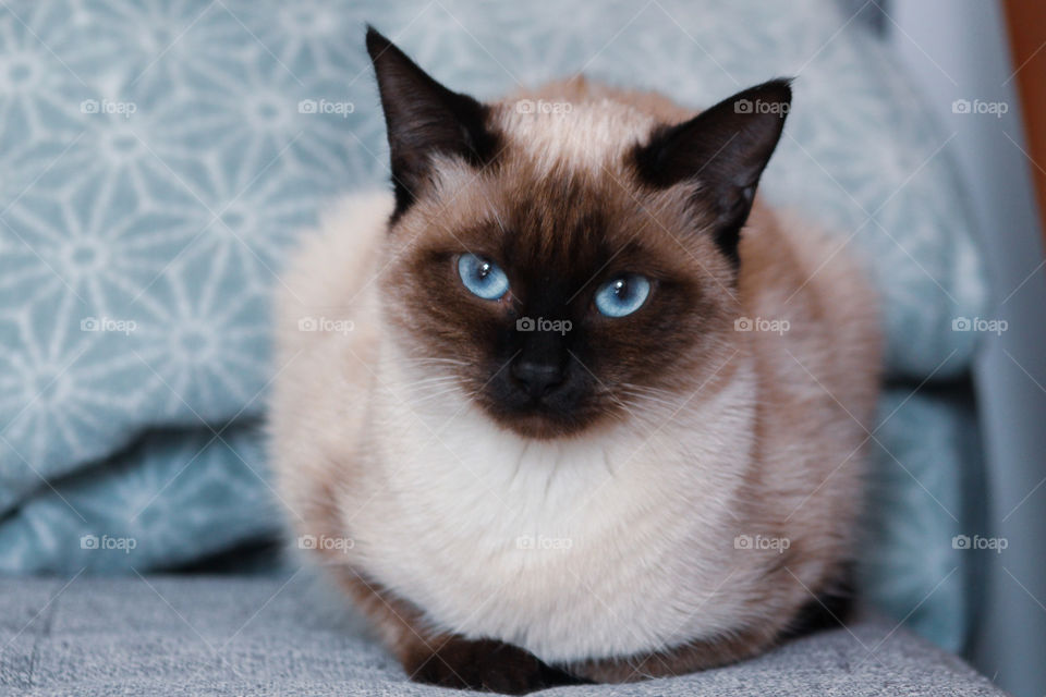 Blue eyes cat