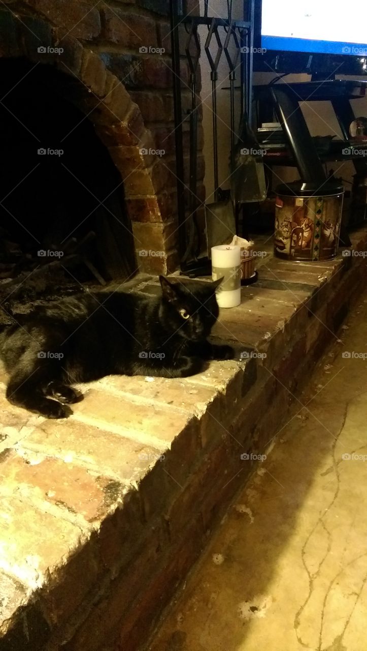 Cat, No Person, Mammal, One, People