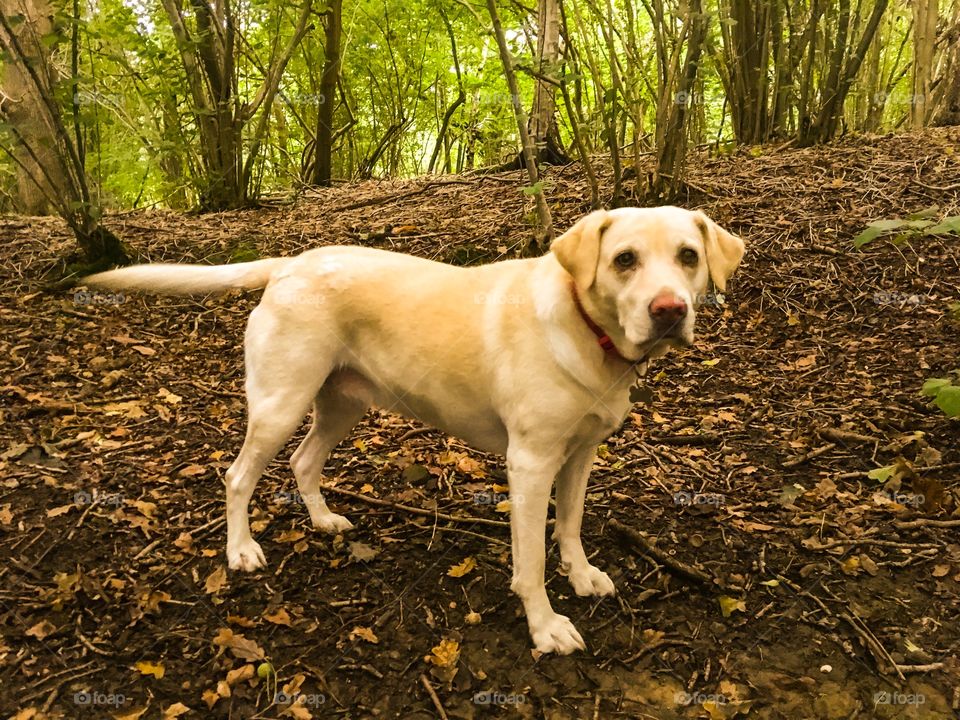 Woodland walk