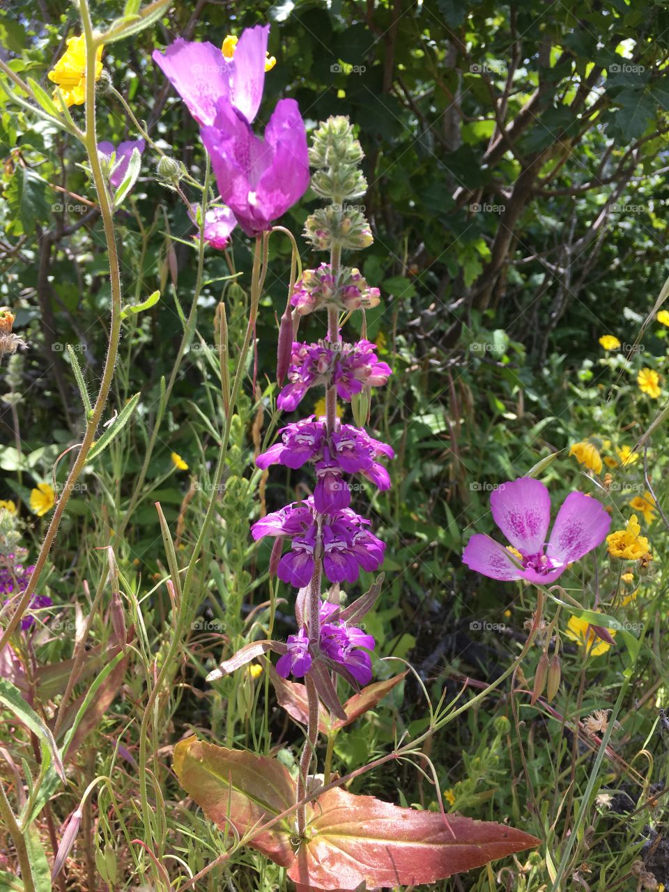 Different flowers together. Taken at the end of spring 