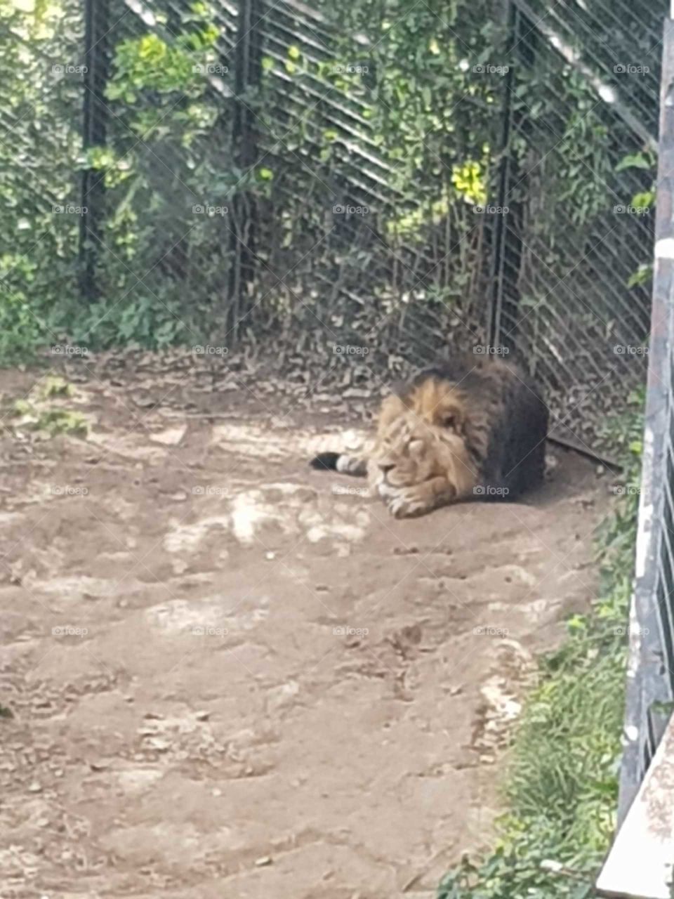just a lion taking a nap