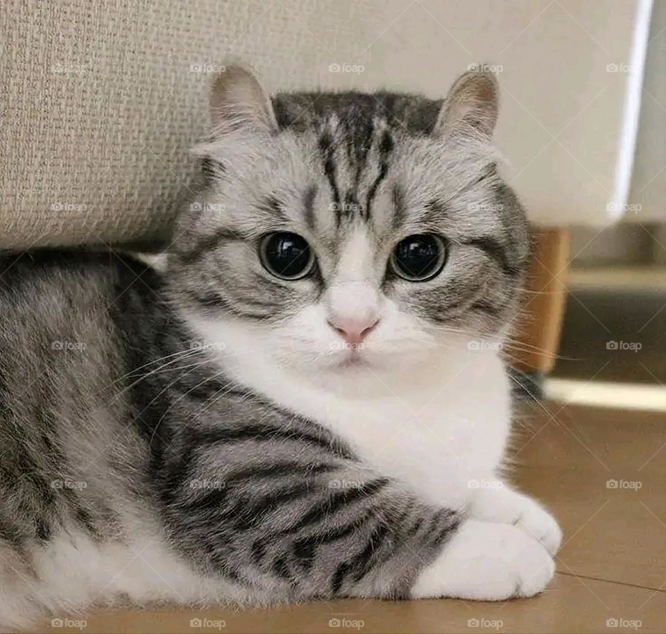 A very beautiful picture, and there is no better picture than it. There is no better picture of green herbs and colorful, red and white roses than it. Glory be to God, the natural and picturesque view, and there is no more